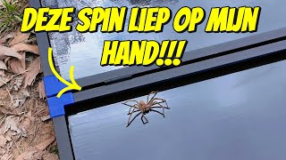 ER KRUIPT EEN DIKKE SPIN OVER MIJN HAND 260 [upl. by Rois939]