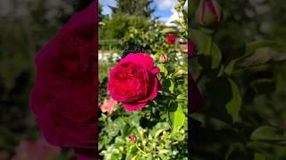 Most beautiful DA rose  gardening flowers nature shorts garden satisfying [upl. by Naid]