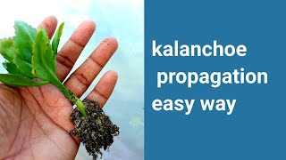 kalanchoe propagation  Kalanchoe plant care  How to prune Kalanchoe [upl. by Ecnedurp]