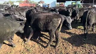 Buronga Pastoral Company Te Mania Fernhill and Milwillah blood NSM Angus heifers [upl. by Becket]