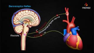 Mean Arterial Pressure Control Animation [upl. by Sisely]