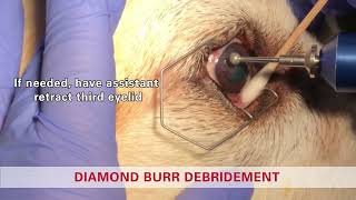 Diamond burr debridement in a dog  Non healing corneal ulcer SCCED Boxer ulcer [upl. by Eelymmij]