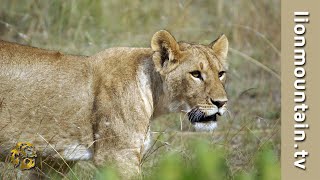 Young Waterbuck vs Lioness  CLASSIC WILDLIFE [upl. by Dlawso]