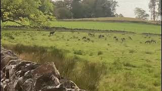 Scottish stag in rutting season [upl. by Kriss]