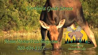 Maine Moose Watching [upl. by Welbie]