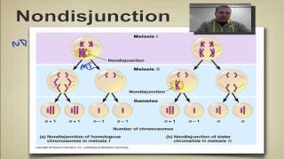 Chapter 14 Part 10  Nondisjunction [upl. by Aracaj]