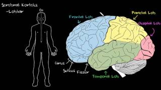 Serebral Korteks Sağlık ve Tıp Sinir Sistemi Fizyolojisi Psikoloji  Davranış [upl. by Sileas]