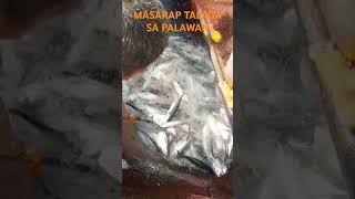 DAMI ISDA SA PALAWAN isdatv fyp [upl. by Froh]