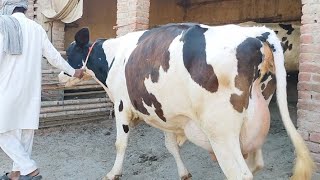 jarsi cross cow for sale in Pakistan 16112024 [upl. by Bartko332]