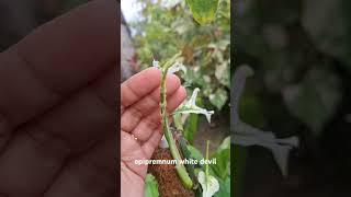 epipremnum pinnatum white devil  exotic plants plants aroids [upl. by Aihsram]