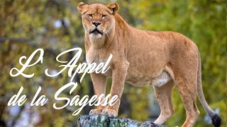 🕎 Le Rugissement du Roi 🦁 Ch 8  Lappel de la Sagesse 🕊️ [upl. by Rissa979]