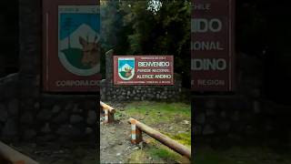 Explora con nosotros el Parque Alerce Andino 39000 hectáreas de naturaleza pura 🏞️🌿 trekkingchile [upl. by Nyrek]