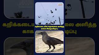 crow peta ravens butcher karikadai andrapradesh bluecross tamiljanam kaka prison [upl. by Hercule]