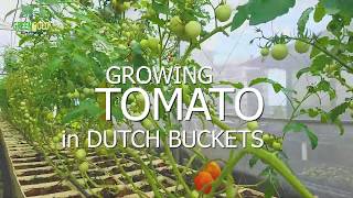 GROWING TOMATO IN DUTCH BUCKETS  Greengold Farms [upl. by Ellitnahc477]