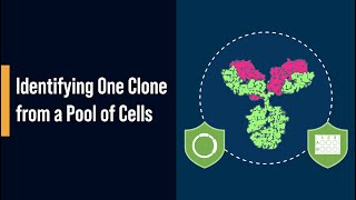 Identifying One Clone from a Pool of Cells [upl. by Azitram]