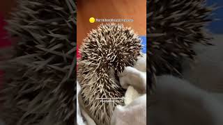 Pet hedgehog nature shy and scared fearful huffing clicking [upl. by Fernas]