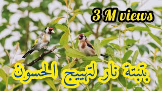 أحسن بتبته للحسون لتحفيز الطيور على التغريدchant dappel de chardonnerets [upl. by Tlevesor413]