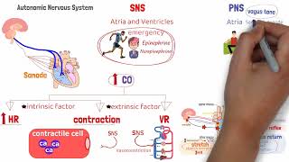 المحاضرة 6 كورس الفيسيولوجي Physiology CVS Lecture  6   cardiac output  SV  EDV  ESV [upl. by Callista]