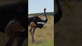 Ostriches Eyes Are Bigger Than Their Brains 🧐 [upl. by Baggs]