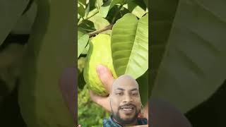 guava guavafruit satisfying summer gardening fruit [upl. by Saeger]