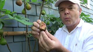 Fig Harvest Time  I recommend these varieties [upl. by Amoritta]