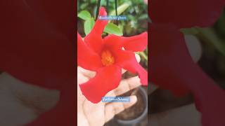 Red mandevilla mandevilla shortsfeed gardening shots shorts plants plantcutting creeper [upl. by Porett382]