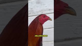 ALIMENTO PARA POLLITOS CON BUENA NUTRICIÓN 🇲🇽🇺🇸🐓consejos galleros gallo gallofino galleros [upl. by Della]