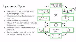 AP Biology Review Unit 14 Genetics of Viruses and Bacteria [upl. by Coffin]