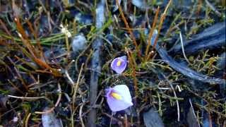 Utricularia dichotoma growing on the shore of Lake Te anau [upl. by Llenrag]