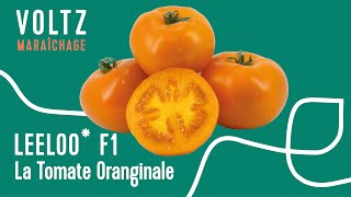 Tomate 🍅 Leeloo F1  VOLTZ Maraîchage [upl. by Dodds445]