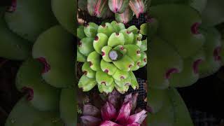 Bromeliad Care  How to get rid of Mosquitoes [upl. by Penrose838]