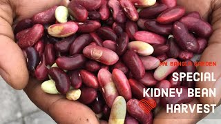 Garden Harvest  Organic Red Kidney Beans  Homegrown Backyard Garden [upl. by Siahc]