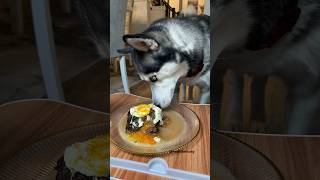 Asmr Dog Reviewing Beef Roast Sweet Potato And Egg Dinner youtubeshorts [upl. by Langdon]