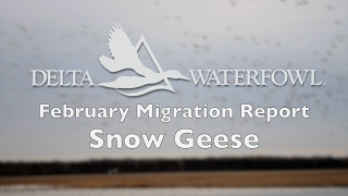 February Migration Report — Snow Geese [upl. by Knowlton]