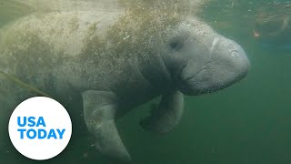 Water quality issues remain a top concern for the Florida manatee  USA TODAY [upl. by Goodyear]