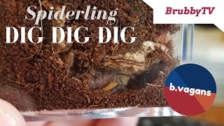 Terrestrial Tarantula Sling Burrow Timelapse  B Vagans [upl. by Buffy]