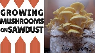 Growing Mushrooms On Sawdust Making The Fruiting Block [upl. by Porett]