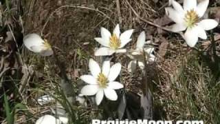 Bloodroot Sanguinaria canadensis [upl. by Eeramit505]