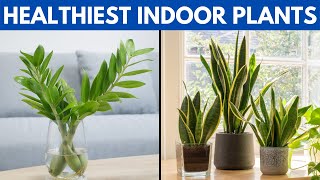 12 of The Healthiest Plants To Have In Your House For A Healthy Lifestyle [upl. by Sibley]