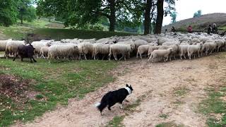 Sheep and Goat Herding With Dogs [upl. by Sterling]