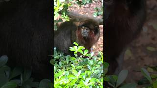 Titi Monkey at London Zoo relaxing monkey animals shorts [upl. by Earley]