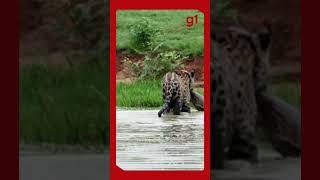 Briga de gigantes onça leva a melhor durante caçada a jacaré em rio do Pantanal shorts [upl. by Nyliram881]