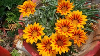 How to Collect Seeds of Gazania Plant for Next Season  Fun Gardening [upl. by Adnar]