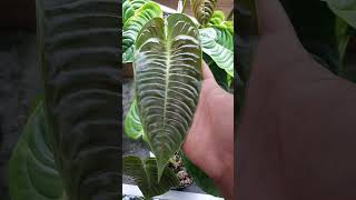 Anthurium veitchii emergent leaves  gorgeous [upl. by Ephraim]