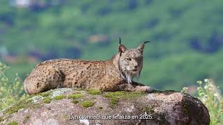 El lince ibérico deja de estar en peligro de extinción y pasa a catalogarse como especie vulnerable [upl. by Lemire952]