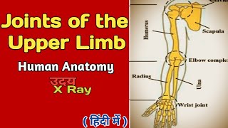 Joints of the upper limb। Human Anatomy । Joints and movement । Skeleton system । Uday Xray [upl. by Ecitsuj583]