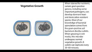 Formation of Endospores  Animation  ScienceRoot [upl. by Tsepmet]