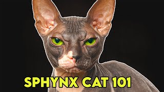 Sphynx Cat 101  Must Watch BEFORE Getting One [upl. by Buiron]