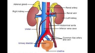 anatomy sistem urinary [upl. by Iren]