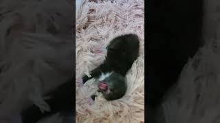 Bartles Yaaaaaaaaaaawwwwwnnnnn 🥱 🥱  Cat Cam Live stream Clip cats kittens tuxedocat [upl. by Anidal289]